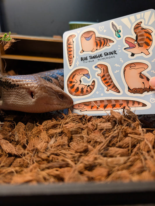 Blue Tongue Skink (Tiliqua Scincoides) Sticker Sheet