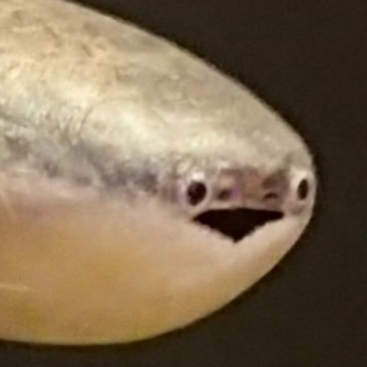 "What" Sacabambaspis Sticker