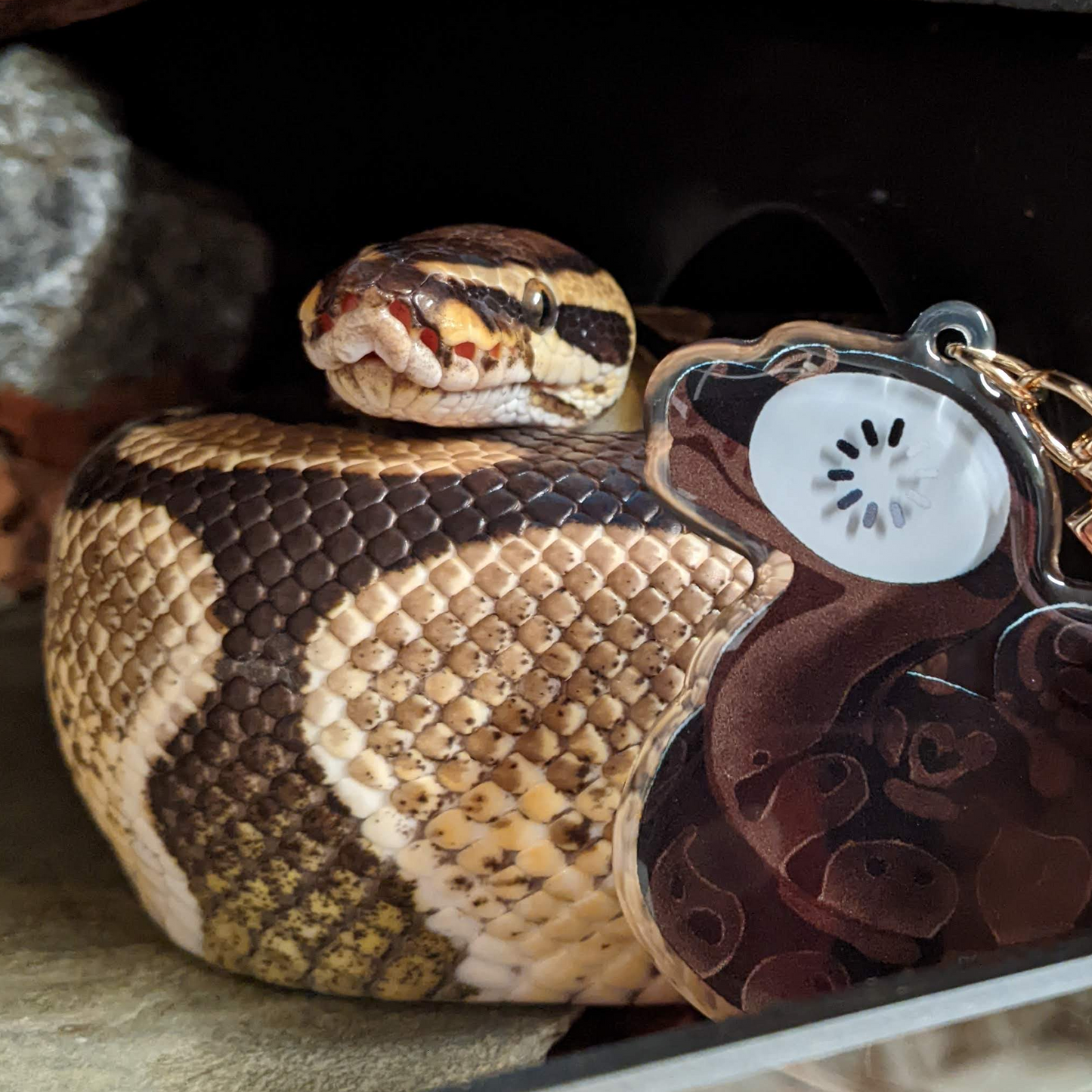 3D "Buffering" Ball Python Charm
