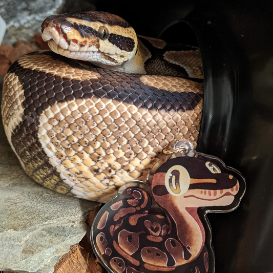 3D "Buffering" Ball Python Charm