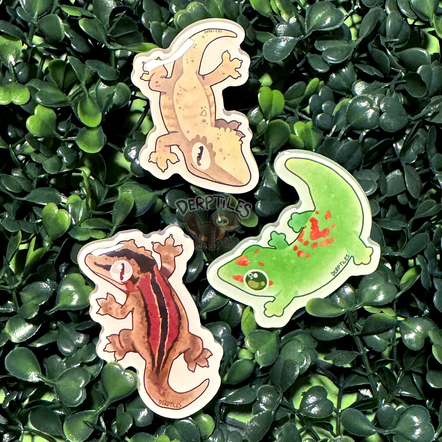 Gecko Magnets